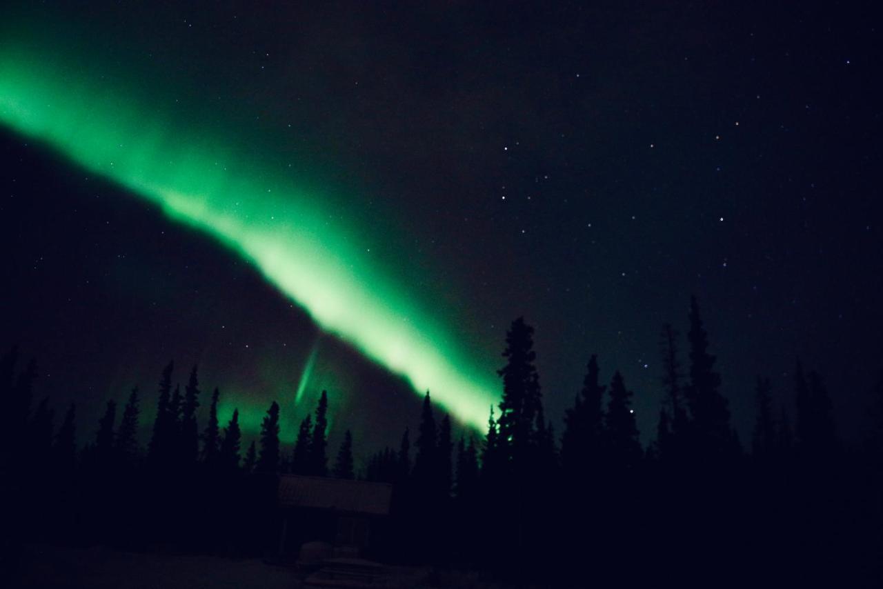Denali Wild Stay - Moose Cabin, Free Wifi, 2 Private Bedrooms, Sleep 6 ヒーリー エクステリア 写真