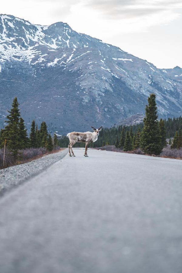 Denali Wild Stay - Moose Cabin, Free Wifi, 2 Private Bedrooms, Sleep 6 ヒーリー エクステリア 写真