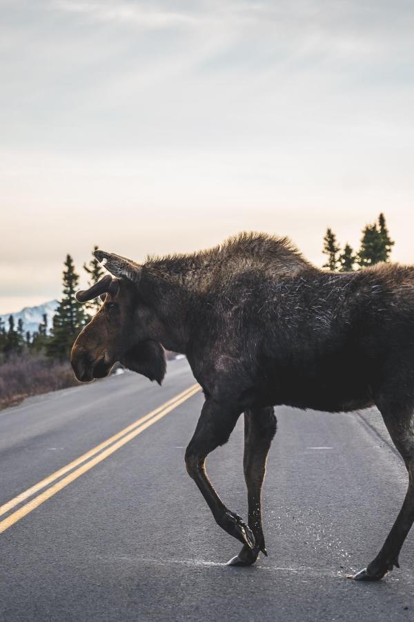 Denali Wild Stay - Moose Cabin, Free Wifi, 2 Private Bedrooms, Sleep 6 ヒーリー エクステリア 写真